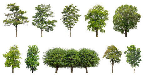 Collection of green trees isolated on transparent background. for easy selection of designs. © Sarawut