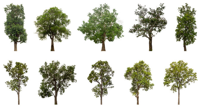 Collection of green trees isolated on transparent background. for easy selection of designs.