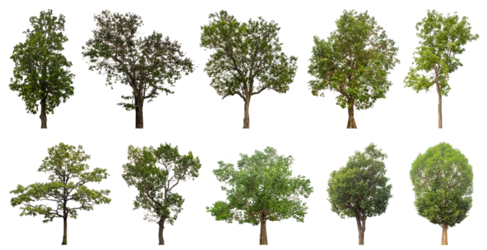 Collection of green trees isolated on transparent background. for easy selection of designs.