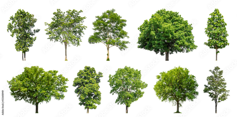 Poster Collection of green trees isolated on transparent background. for easy selection of designs.