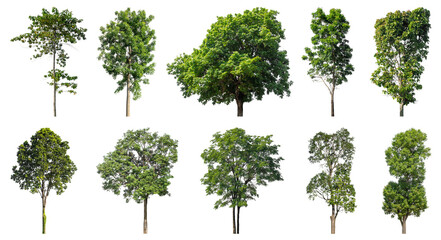 Collection of green trees isolated on transparent background. for easy selection of designs.