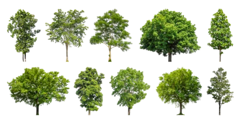 Fototapeten Collection of green trees isolated on transparent background. for easy selection of designs. © Sarawut