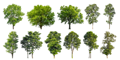 Collection of green trees isolated on transparent background. for easy selection of designs.