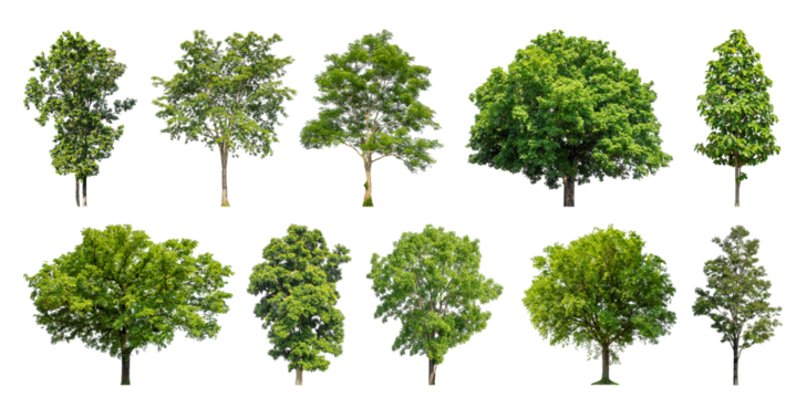 Collection of green trees isolated on transparent background. for easy selection of designs.
