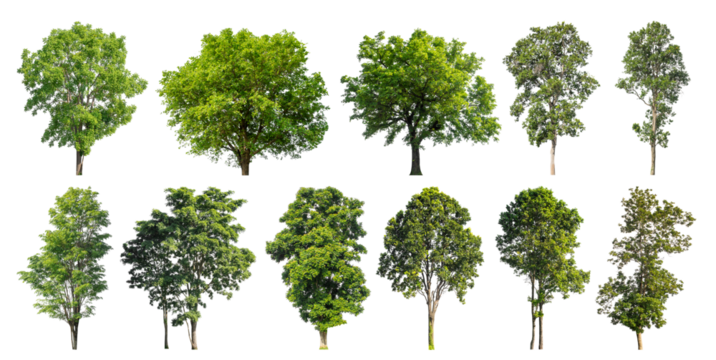Collection of green trees isolated on transparent background. for easy selection of designs.