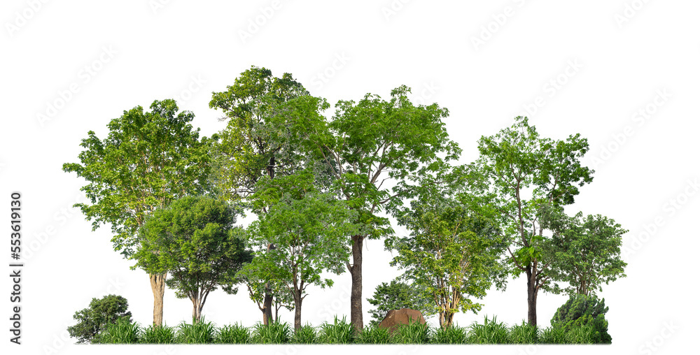 Aufkleber Green trees isolated on transparent background forest and summer foliage for both print and web with cut path