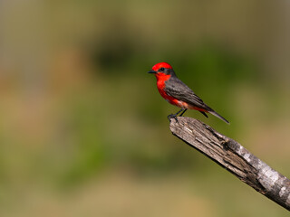Fototapeta premium Vermilion Flycatcher perched on dead tree branch in Pantanal, Brazil