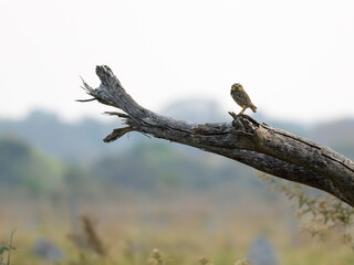  Burrowing Owl standing on a log in Panatanal, Brazil