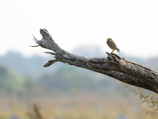  Burrowing Owl standing on a log in Panatanal, Brazil