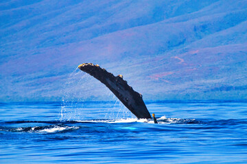 ocean life, energetic, aggressive, powerful, humpback behavior, wonders of nature, pectoral fin,...