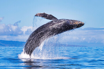 Breaching humpback whale during a whale watch on Maui.