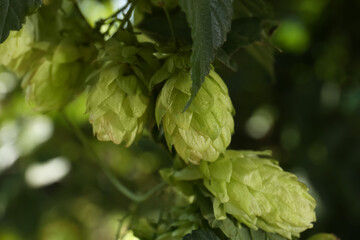Fresh green hops growing on branch outdoors, closeup