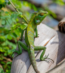 Oriental garden lizard