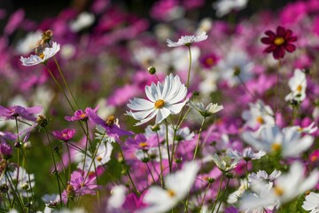カラフルなコスモスに囲まれて咲く満開の白い大きなコスモスの花