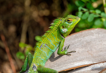 Oriental garden lizard