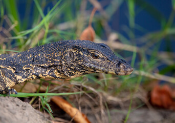 Monitor lizard