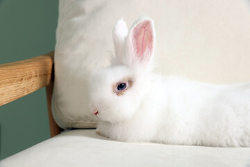 Fluffy white rabbit on sofa. Cute pet