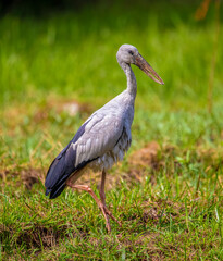 Asian open-bill stork