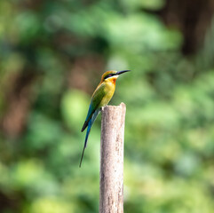 Blue-tailed bee eater