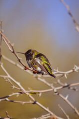 bird on a branch