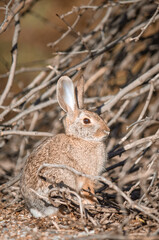 rabbit in the grass