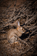 Fototapeta premium rabbit in the woods