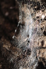 Macro shot of a spiderweb in fall 