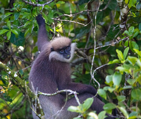 Purple faced leaf eating monkey langur