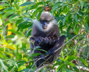Purple faced leaf eating monkey langur