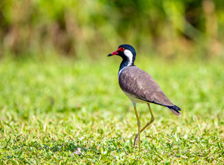 Red-wattled lapwing