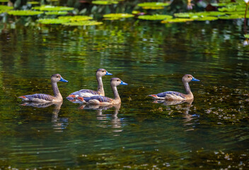 Lesser whistling ducks