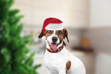 Cute domestic young dog in Santa hat