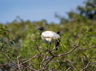 Black-headed ibis