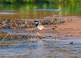 Pied Plover Searching the River Bank