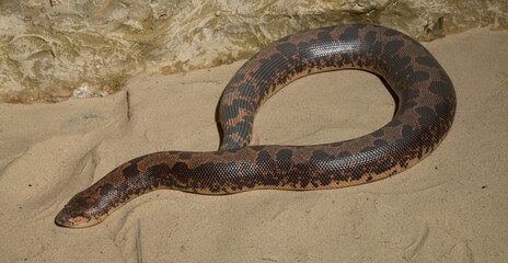 Eryx colubrinus, the Egyptian or Kenyan sand boa is a species of snake in the family Boidae.