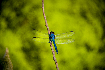 Blue Dragonfly