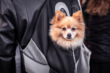 Pomeranian dog carried in a black backpack bag on the street, closeup