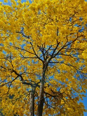 Ipe Amarelo
Yellow Ipe