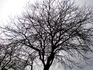 silhouette of a tree