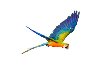 Colorful Catalina parrot flying isolated on transparent background png file