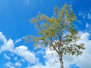 sky and tree