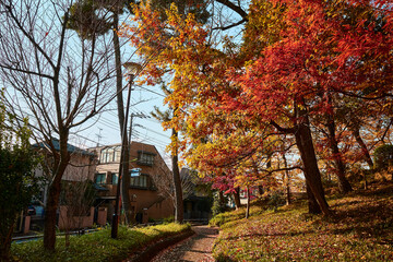 秋 紅葉 散歩