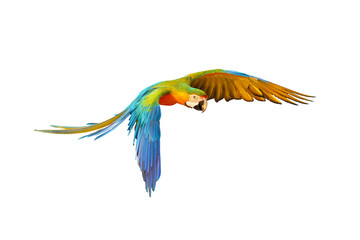 Colorful Catalina parrot flying isolated on transparent background png file