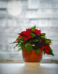 christmas poinsettia flower in flowerpot on white windowsill. - 553626537