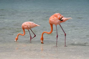 Fotobehang pink flamingo on the beach © Alex Pan