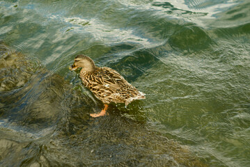 Duck(s)