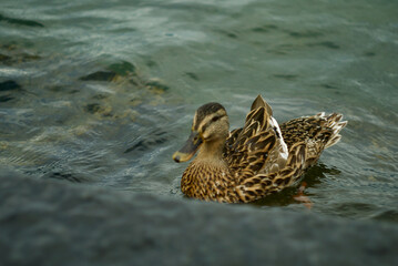 Duck(s)