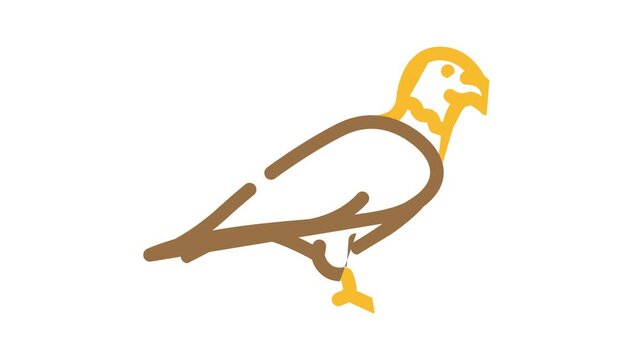eagle bird color icon animation