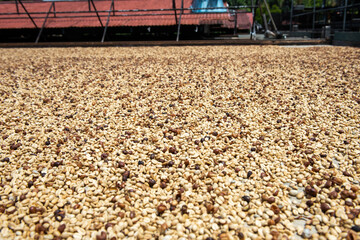 Fresh Kona coffee beans drying