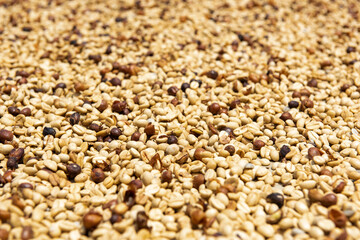 Fresh Kona coffee beans drying